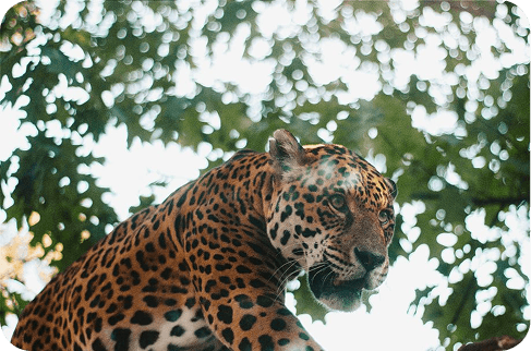 Jaguar descansando en la copa de un árbol