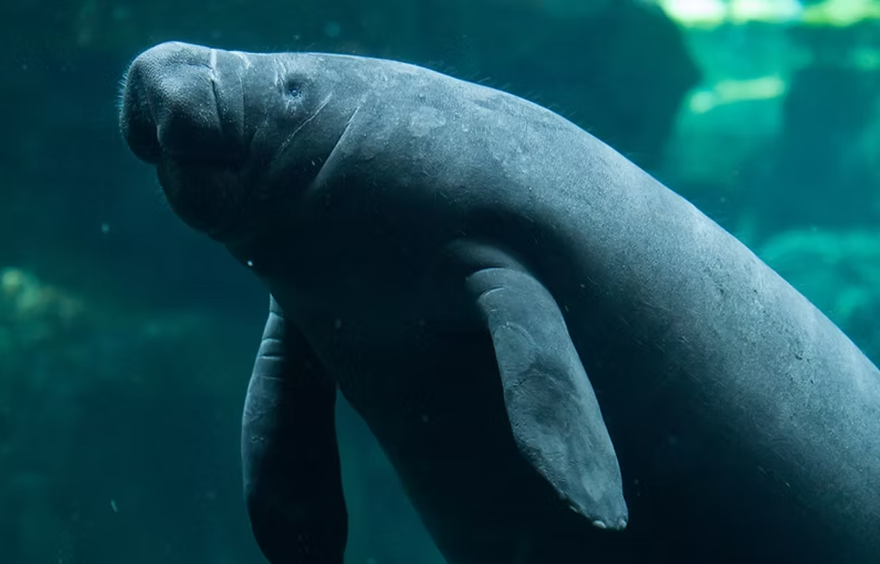 AI For Manatees