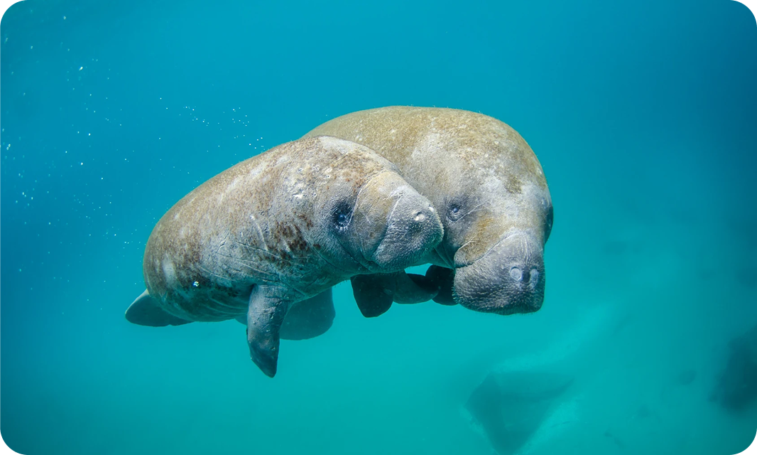 AI For Manatees