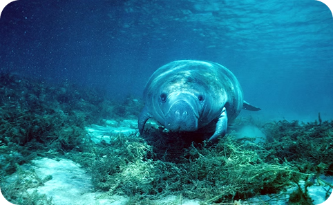 AI For Manatees