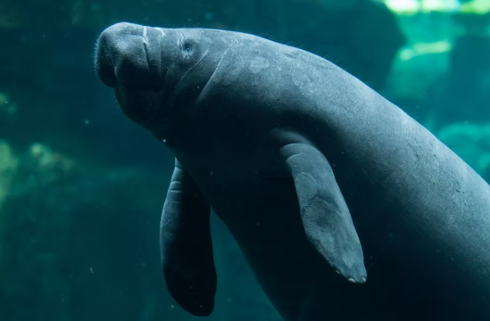 AI For Manatees